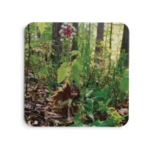 Coaster.  Fall Surprise.  MIX AND MATCH ANY 4