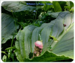 Mousepad, std-sized **Foliage Hideaway**